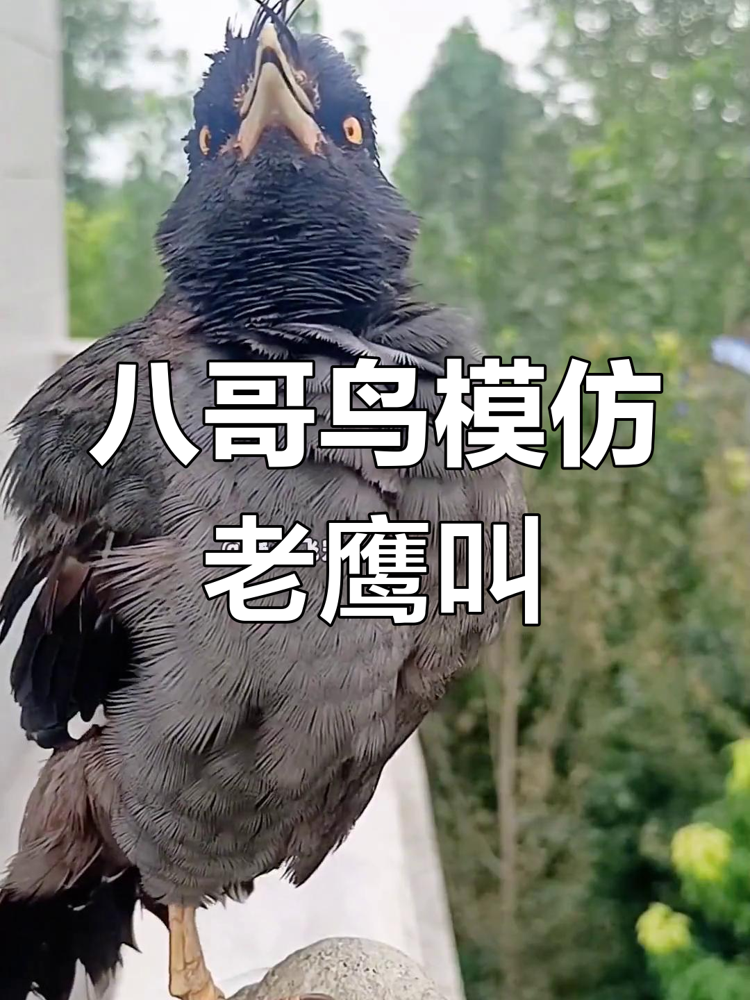 老鹰的叫声怎么形容